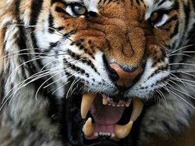 Σαρώνει ανθρωποφάγος τίγρης