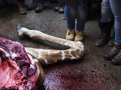 Πέντε χιλιάδες ζώα σκοτώνουν τα ζωολογικά πάρκα της Ευρώπης Πέντε χιλιάδες ζώα σκοτώνουν τα ζωολογικά πάρκα της Ευρώπης