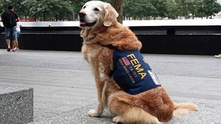 O σκύλος- διασώστης της 11ης Σεπτεμβρίου επέστρεψε