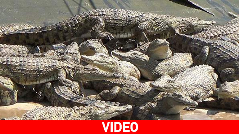 Σοκ σε φάρμα κροκοδείλων: Έτσι τους σκοτώνουν για να τους κάνουν παπούτσια και τσάντες