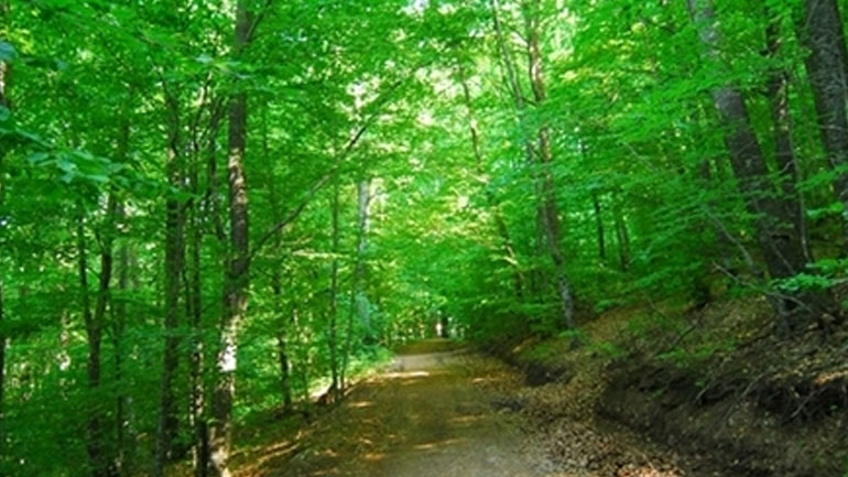 Φωτιά σε δασώδη έκταση στην Πιερία