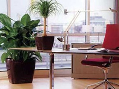 Τα φυτά αυξάνουν την παραγωγικότητα