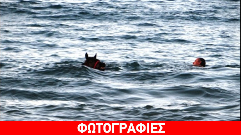 Άλογο κάνει  μπάνιο στην παραλία της Χρυσής Ακτής στα Χανιά
