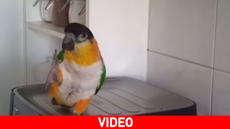 Ο παπαγάλος χορεύει σε σκωτσέζικους ρυθμούς!