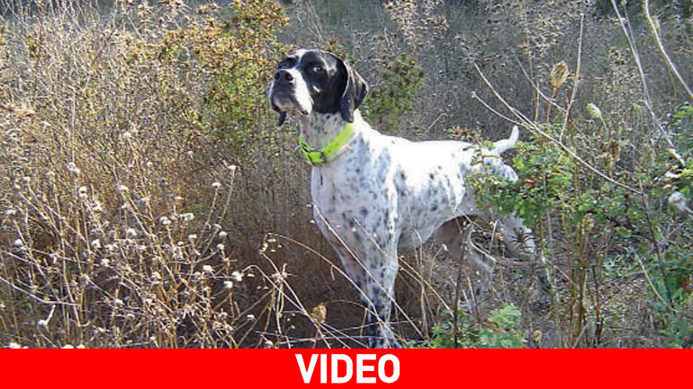 Σκύλος περιμένει τo αφεντικό του στο ίδιο σημείο πέντε μήνες μετά τον θάνατο του Σκύλος περιμένει τo αφεντικό του στο ίδιο σημείο πέντε μήνες μετά τον θάνατο του