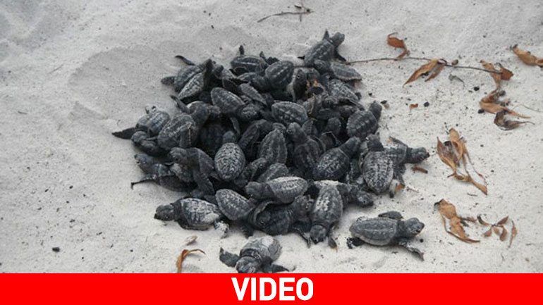Τρυφερό βίντεο:  Νεογέννητα χελωνάκια βγαίνουν από τη φωλιά τους