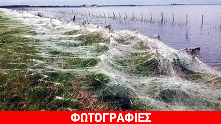 Αράχνες σκέπασαν με ιστούς ένα ολόκληρο χωριό