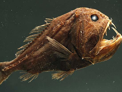 Παγίδα για «τέρατα» του βυθού