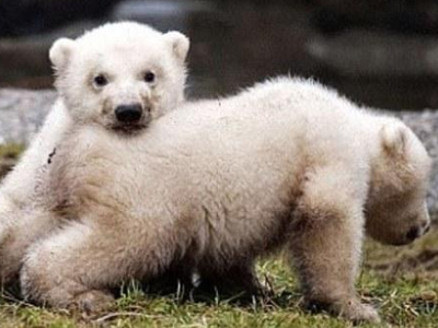 Τα πρώτα βήματα χωρίς την μαμά! Τα πρώτα βήματα χωρίς την μαμά!