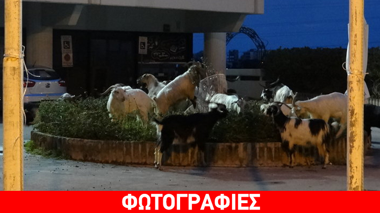 Στο ΙΚΑ της Ρόδου βόσκουν τα κατσίκια!