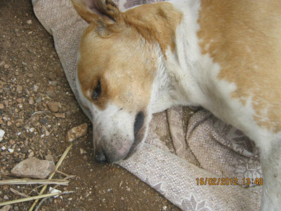 Εξόντωσαν τα αδέσποτα στην Πάχη Μεγάρων