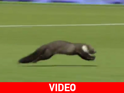 Νυφίτσα εισέβαλε στον αγωνιστικό χώρο!