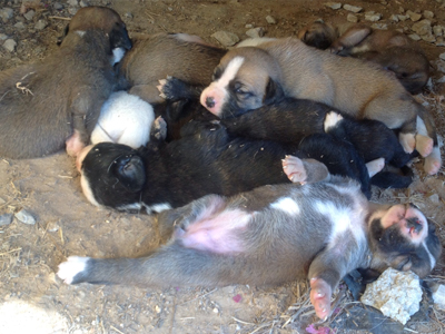 Εννέα κουταβάκια ζητούν υιοθεσία