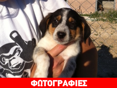 Βοηθείστε τα κουταβάκια