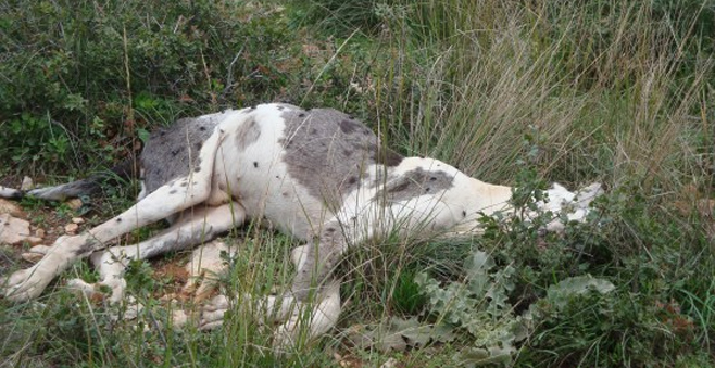 Βόλος: Υποσιτισμένα, άρρωστα και νεκρά ζώα σε «καταφύγιο» αδέσποτων