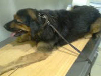 Βρέθηκαν δίδυμα αρσενικά σκυλάκια στο Κοντόπευκο