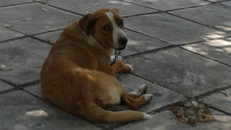 Βρέθηκε σκυλίτσα στην Αγ. Παρασκευή