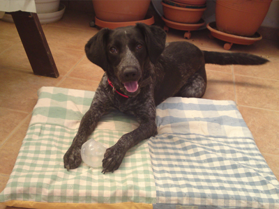 Υιοθετήστε την Τζίλντα