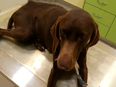 Σκυλίτσα για υιοθεσία ή φιλοξενία