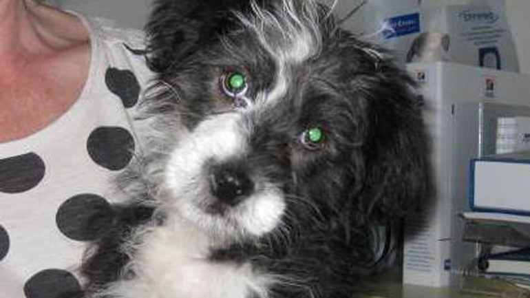 Παράτησαν κουτάβι σε κτηνιατρείο