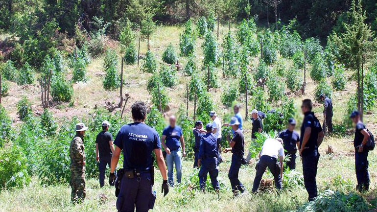 Χασισοφυτεία με 1.142 δενδρύλλια βρέθηκε στα ελληνοαλβανικά σύνορα