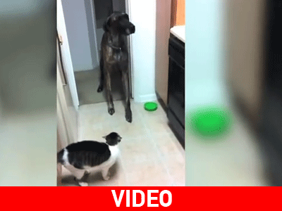 Δεν περνάς… σκύλε!