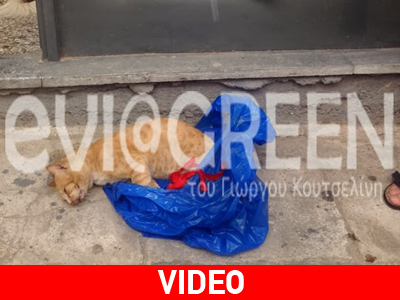 Ρίχνουν φόλες στη Χαλκίδα