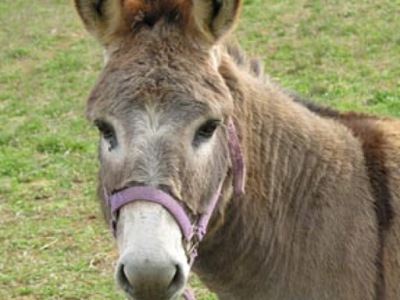 Έκλεψαν… γάιδαρο στην Πάτρα