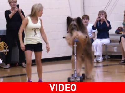 Όταν τα σκυλιά καταρρίπτουν ρεκορ…