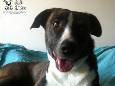 Προς υιοθεσία