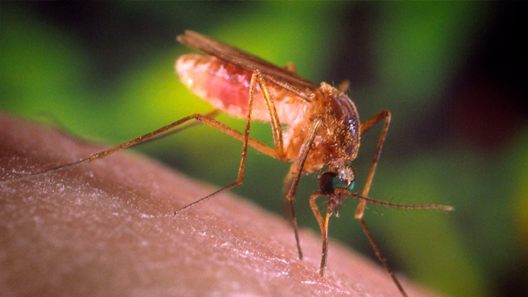 Μέχρι το Σάββατο οι ψεκασμοί από αέρος για τα κουνούπια στο Δήμο Δέλτα