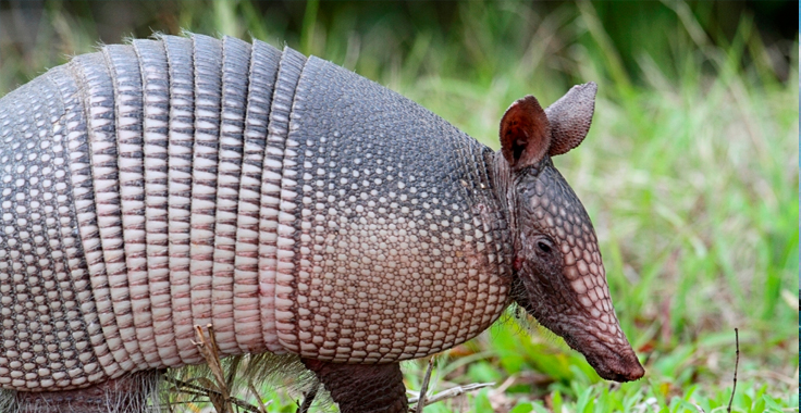 Πυροβόλησε αρμαντίλλο και τραυματίστηκε