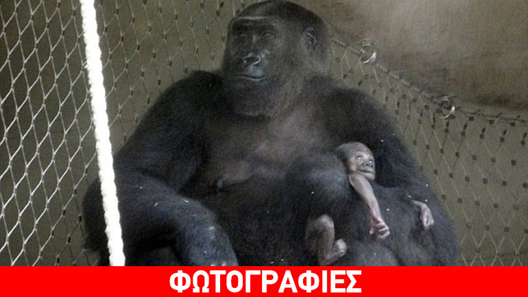 Μάνα- γορίλας σπαράζει και δεν αποχωρίζεται το νεκρό γοριλάκι της