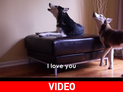 Σκύλοι τσακώνονται σαν… ζευγάρι