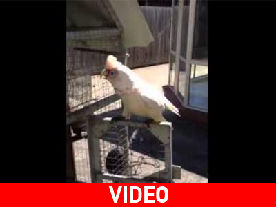 Απίστευτος παπαγάλος ζητάει… μακαρόνια με κιμά