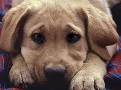 Οι 10 τροφές που μπορούν να σκοτώσουν το σκύλο σας