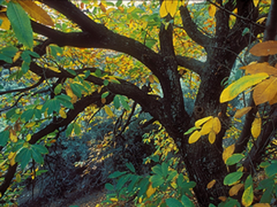 Σεμινάρια για την προστασία καστανόδασους