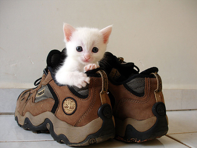 Τα κατοικίδια ωφελούν την υγεία