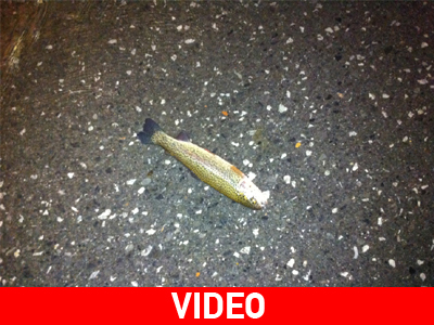 Άνοιξαν οι ουρανοί και έβρεξαν… ψάρια!