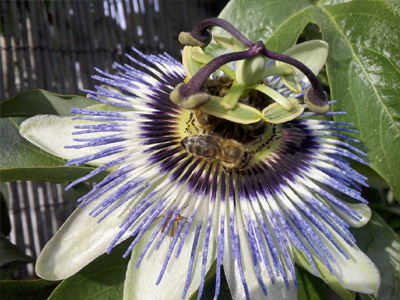 Πασιφλόρα η… ηρεμιστική