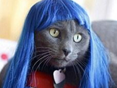 Αγοράστε μία περούκα για τη γάτα σας!