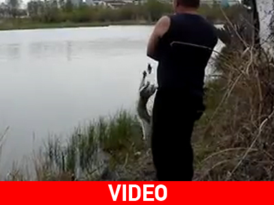 Η γάτα που κλέβει το ψάρι του ψαρά!