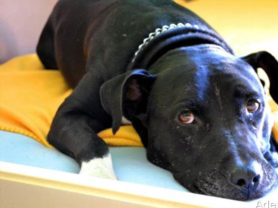 Από αιμοσταγής «μονομάχος» τρυφερό κατοικίδιο