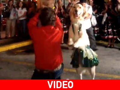 Τρελή salsa από χορευταρού σκυλίτσα!