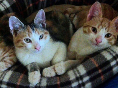 Χαρίζονται τρία πανέμορφα γατάκια