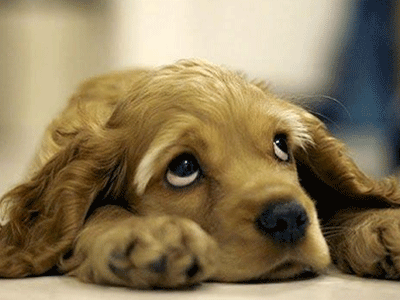 Χριστουγεννιάτικο Bazaar αδέσποτων Ζώων