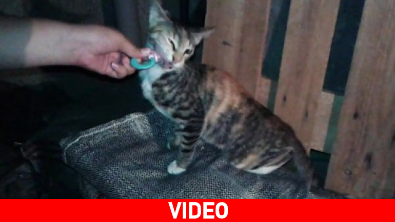 Αργολίδα: Γάτα κοιμάται με πιπίλα!