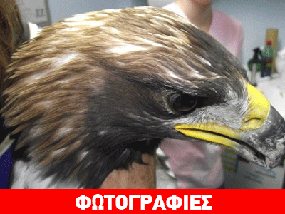 Βρέθηκε σπάνιος χρυσαετός αλμπίνο στο Μεσολόγγι