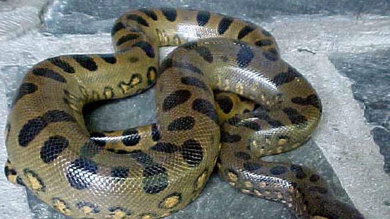 Γιγάντιο φίδι σε εστιατόριο της Μπανγκόγκ προκάλεσε πανικό