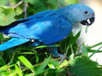 SOS: Οι σπάνιοι μπλε παπαγάλοι της Βραζιλίας έχουν εξαλειφθεί